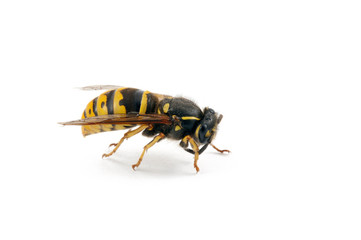 wasp