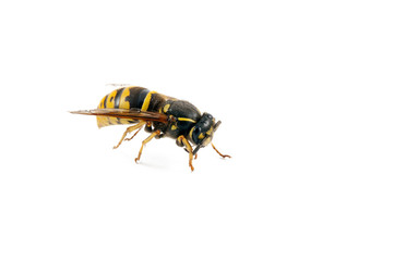 wasp