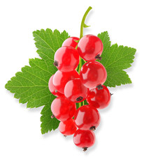 Isolated berries. Bunch of red currants isolated on white background