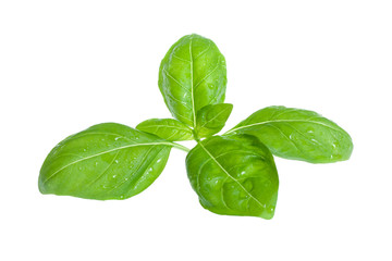 fresh basil