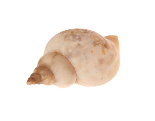 one shell