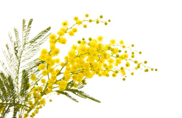 branch of mimosa plant with round fluffy yellow flowers