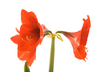 bright red Hippeastrum (usually called Amaryllis)