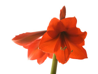 bright red Hippeastrum (usually called Amaryllis)