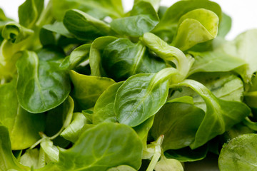 salade mâche