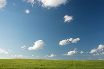 Fototapeta premium Meadow