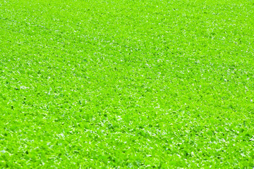Green field