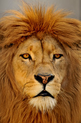 Obraz na płótnie Canvas Portret lwa