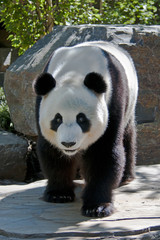 Giant Panda