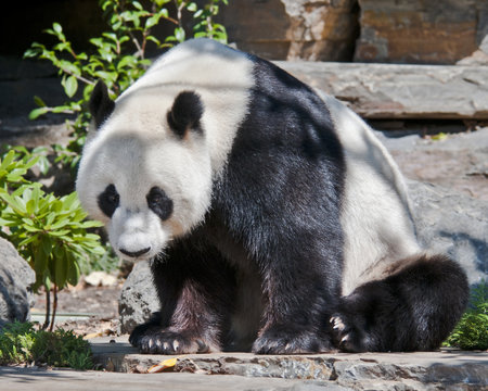 Panda facing right