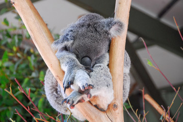 Sleeping Koala, Australia