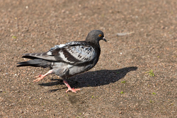 Walking pigeon