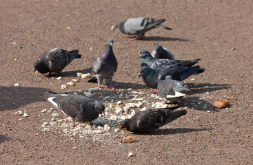 The flock of pigeons