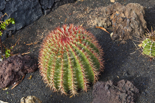 Beautiful Ball Cactus In Lapilli Earth