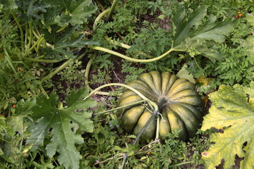 courge