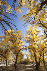 Inner Mongolia, China EJINAQI of Populus euphratica