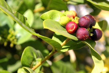 Ixora chinensis fruits
