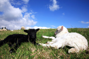 White and black sleeping lambs.