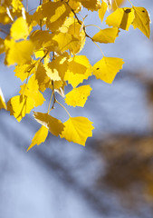 Yellow leaves background
