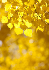 Yellow leaves background