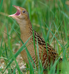 Corncrake Crex crex calling