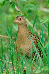 Corncrake Crex crex in grass