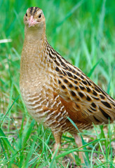 Corncrake Crex crex