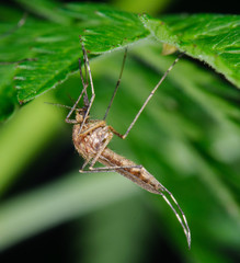 Mosquito sitting on a green leaf