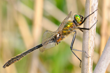 Downy Emerald Cordulia aenea