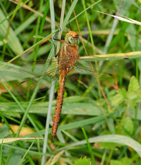 Green-eyed hawker Aeshna isoceles