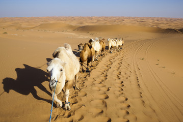 Sand desert ,china