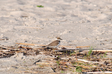 Little Ringed Plover Charadrius dubius