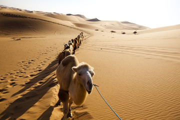 Sand desert ,china