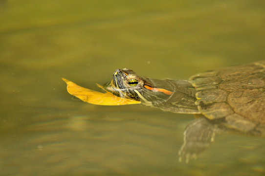 turtle and leaves