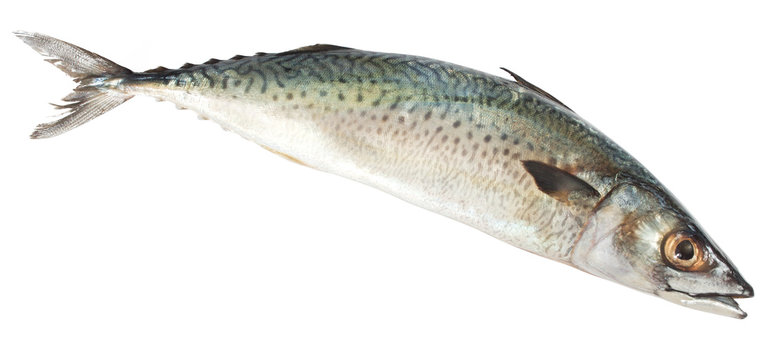 Single blue mackerel fish isolated on the white background