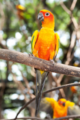 Sun Parakeet