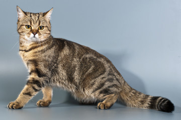 Fototapeta premium British cat