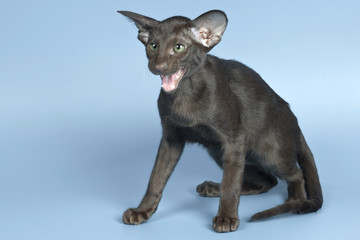oriental cat