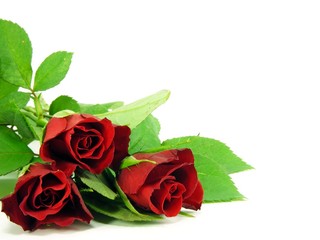 A selection of red roses on a white background with copy space