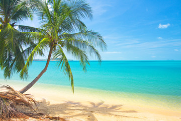 Naklejka na ściany i meble tropical beach with coconut palm and sea