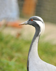 grey crane