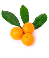Tangerines line isolated on a white background