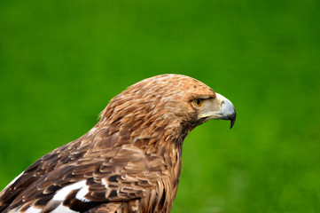 brown eagle