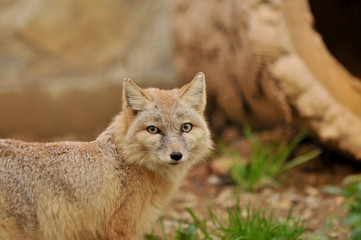 Naklejka na ściany i meble fox in the zoo