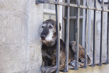 Chien derri&egrave;re des barreaux