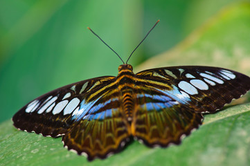 Schmetterling