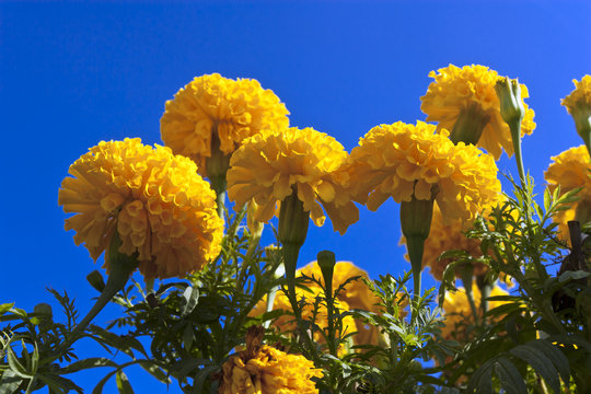 Marigold1