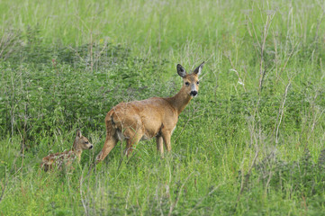 Roe doe with fawn