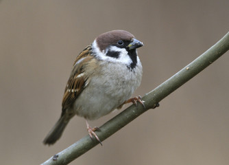 Fototapeta premium Tree sparrow on a branch