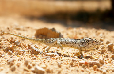 Close-up of Common Chameleon in the wild